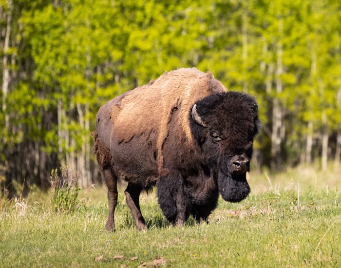 ShagowAskee protects the wood buffalo with an eye in the sky