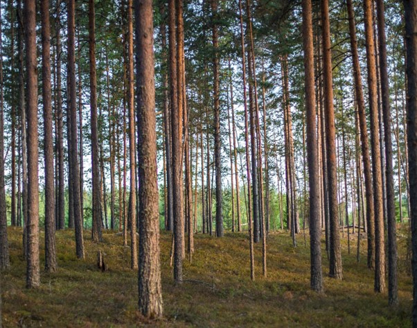 Track bark beetle activity using satellite imaging